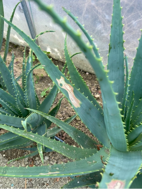 Aloe Arborescens Plant of 5-6 Years old - WITH FLAWS