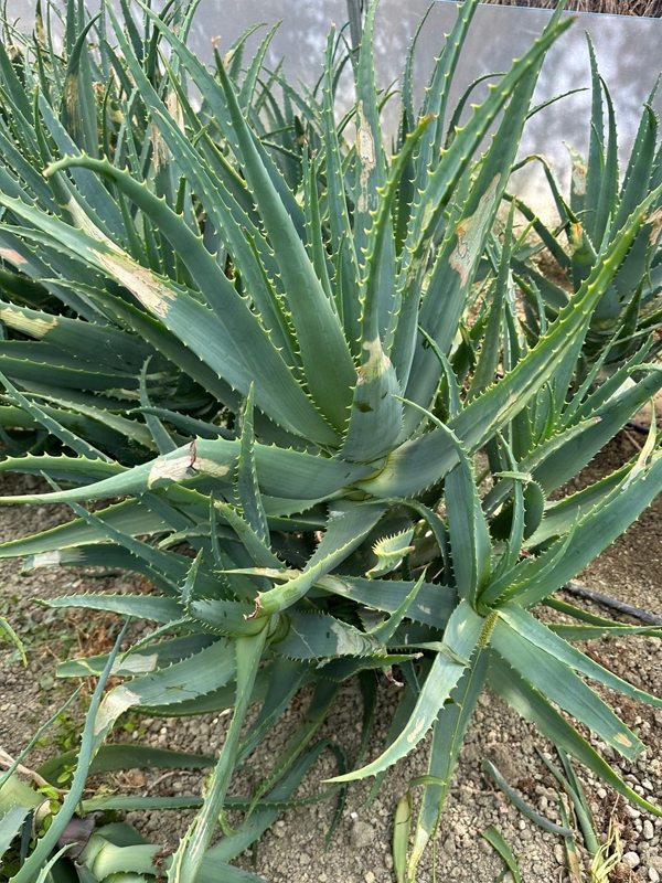 Aloe Arborescens Plant of 5-6 Years old - WITH FLAWS