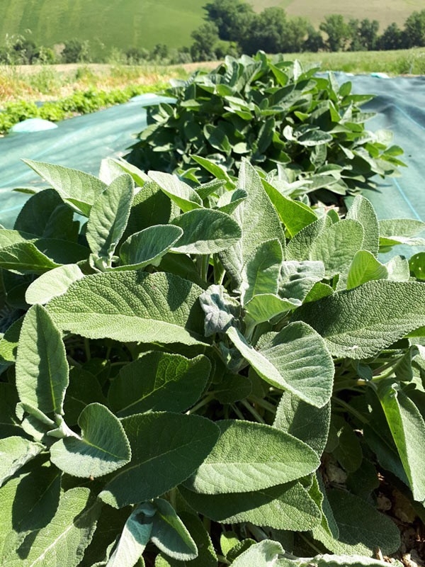 Salvia Officinalis, Tisana 60-500g, 1kg-Tisane depurative