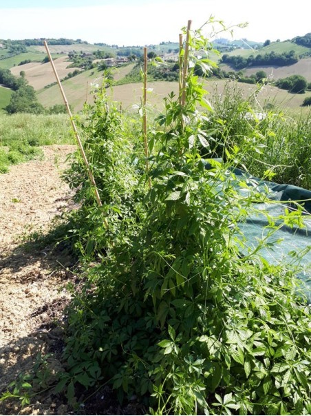 Gynostemma pentaphyllum, Tisana 60g-Tisane difese immun.