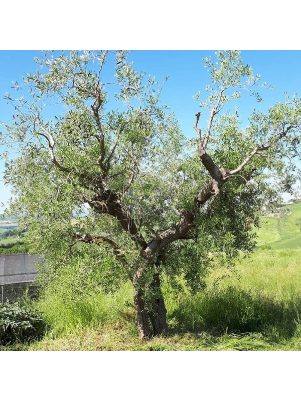 Tè di Olivo, infuso di foglie di olivo 60-500g, 1kg-Tisane diuretiche