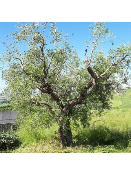 Tè di Olivo, infuso di foglie di olivo 60-500g, 1kg-Tisane diuretiche