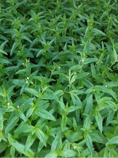 Epilobio Parviflorum, Tisana 100g-Tisane ed Essiccati