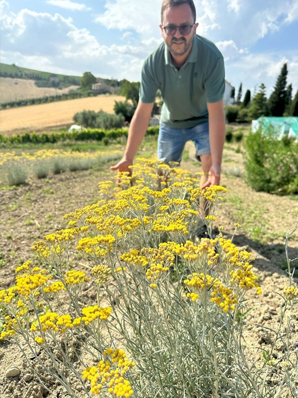 Helichrysum Italicum, dried flowers