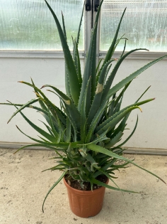 Aloe Arborescens Plant of 5-6 Years old - WITH FLAWS