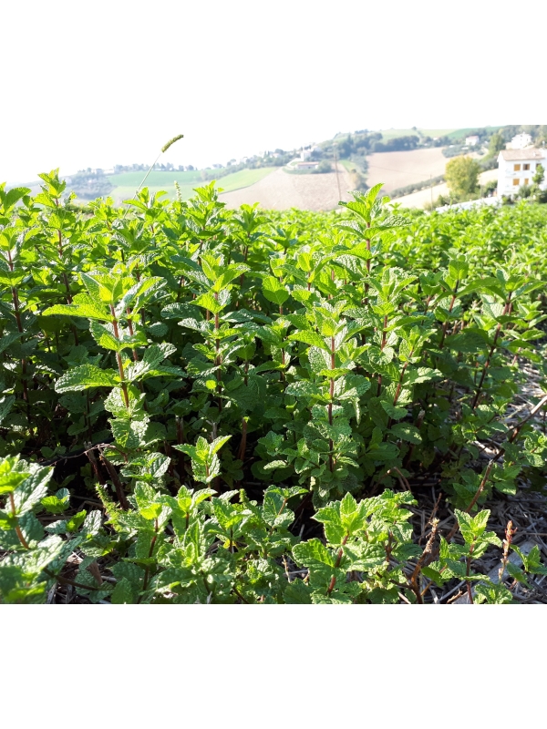 Olio essenziale di Menta piperita. 100% Puro e naturale