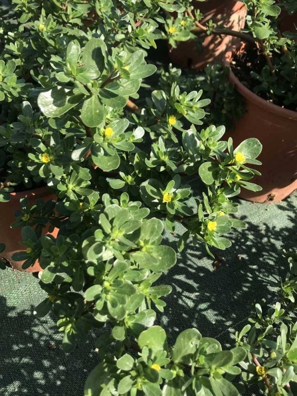 Portulaca oleracea Plant
