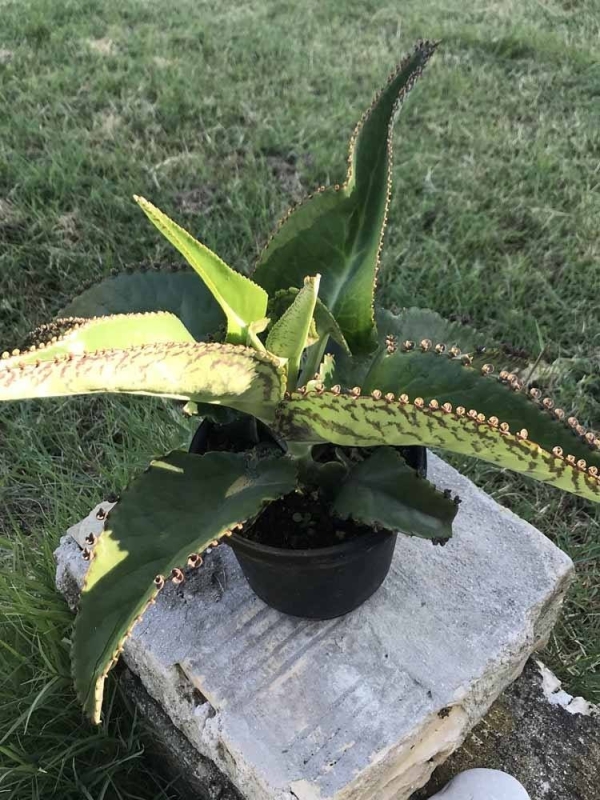 Kalanchoe Daigremontiana Plant