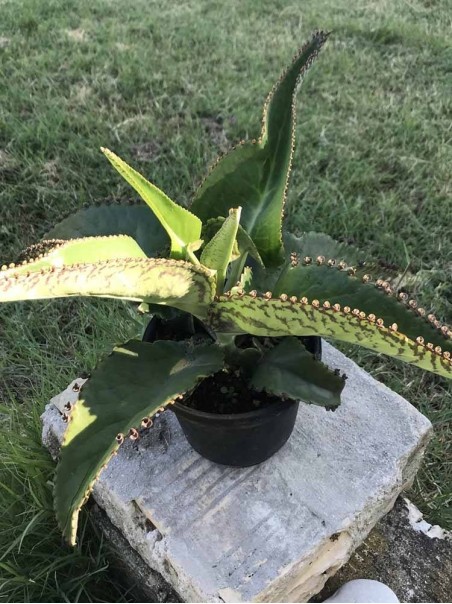 Kalanchoe Daigremontiana Plant