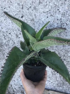 Kalanchoe Daigremontiana Plant 2