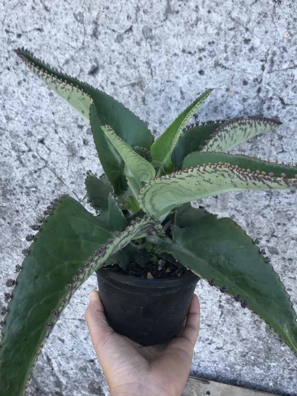 Pianta di Kalanchoe Daigremontiana-Piante della Salute