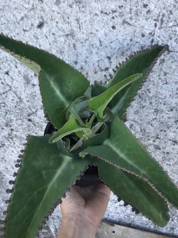 Pianta di Kalanchoe Daigremontiana-Piante della Salute