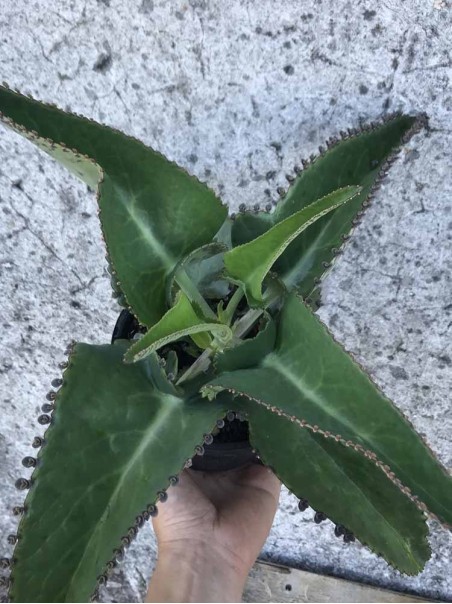 Pianta di Kalanchoe Daigremontiana-Piante della Salute