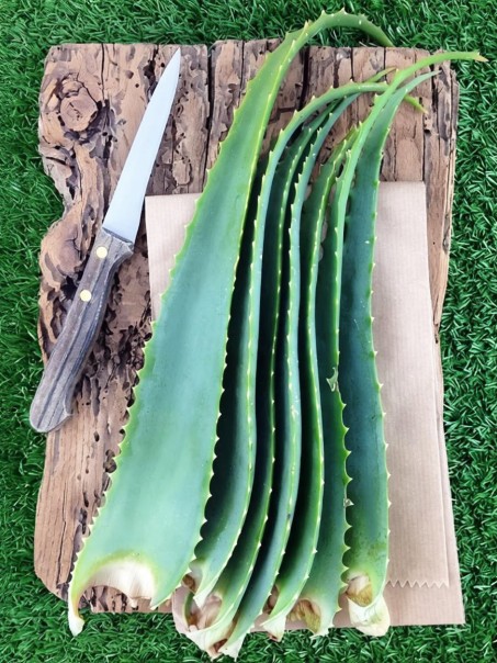 Aloe Arborescens del Frate, versione con Agave