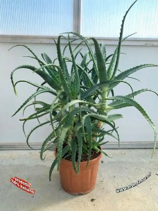 Plante d'Aloe Arborescens de 4 ans