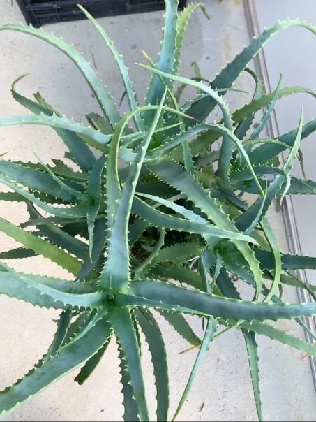 Plante d'Aloe Arborescens de 4 ans
