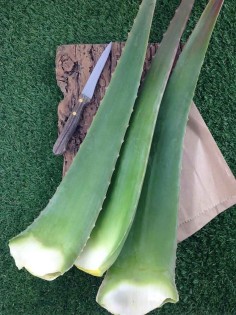 Aloe Vera Fresh Leaves