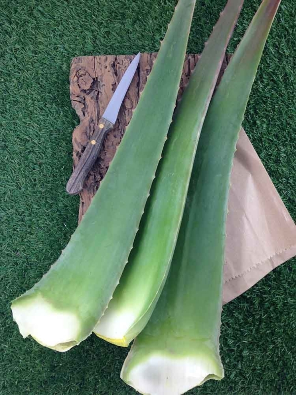 Foglie fresche di Aloe Vera-Foglie di Aloe