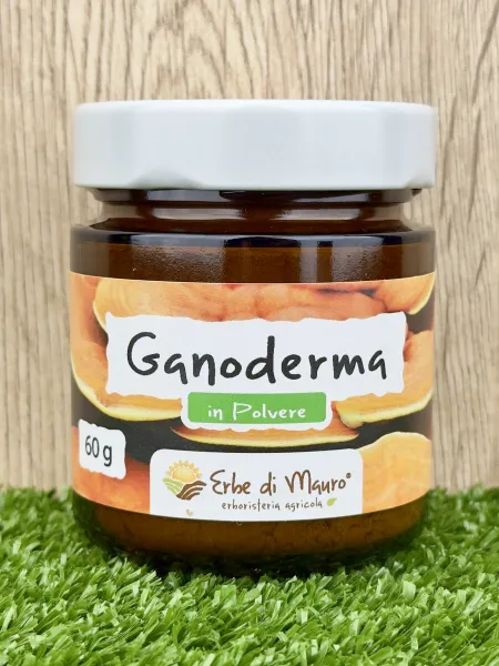 Ganoderma Lucidum Reishi, fungo in polvere