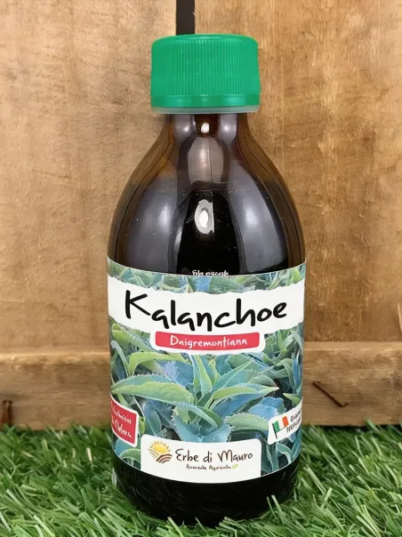 kalanchoe daigremontiana puro