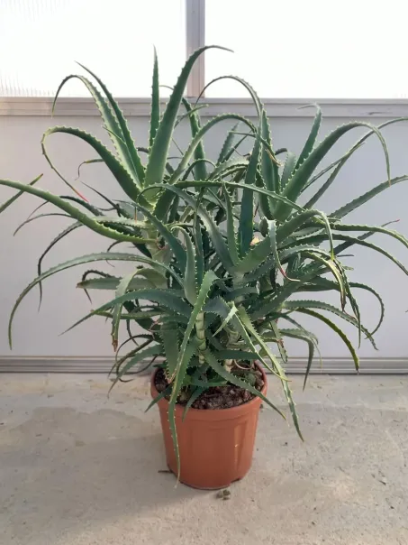 Aloe Arborescens Plant - 6 Years old
