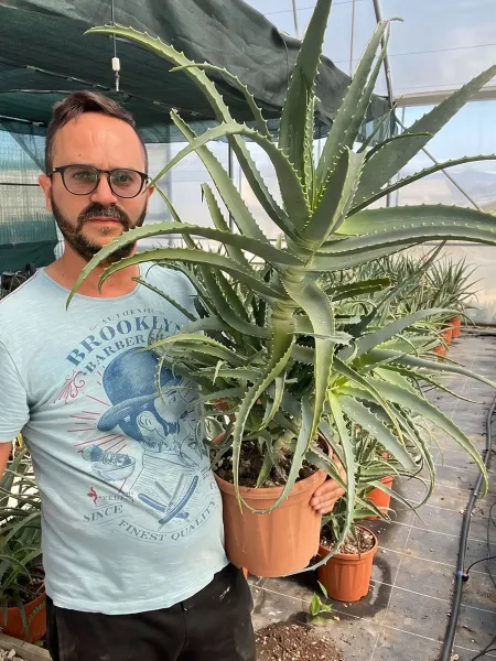 Pianta di Aloe Arborescens di 5 anni-Piante di Aloe 2