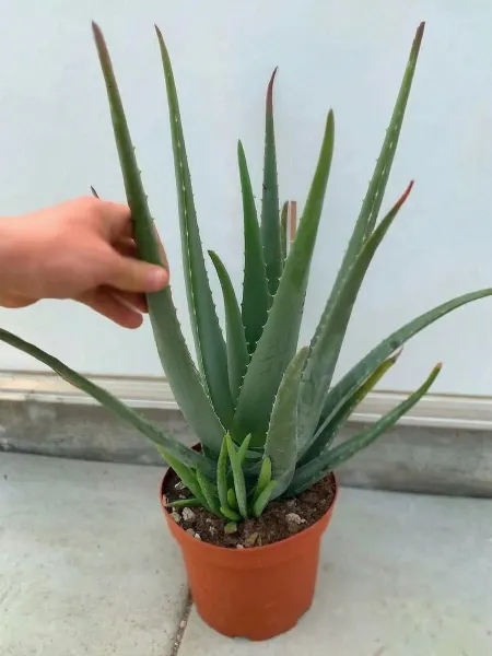 Pianta di Aloe Vera di 4 anni