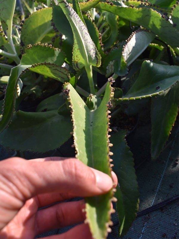 Kalanchoe Daigremontiana Fresh Leaves