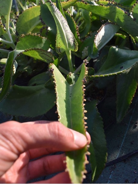 Kalanchoe Daigremontiana Fresh Leaves