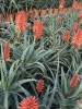 Aloe Arborescens Fiori e tè Verde, 50-500g, 1kg-Tisane ed Essiccati
