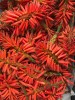 Aloe Arborescens Fiori e tè Verde 50-500g, 1kg-Erbe essiccate