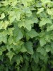 Black Currant Leaves, Herbal tea 80g