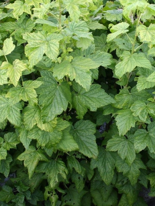 Foglie di Ribes nero, Tisana 50g-Tisane diuretiche