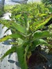 Kalanchoe Daigremontiana, foglie essiccate 50g-Erbe essiccate