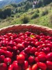 Rose Hip berries, Herbal tea 50g