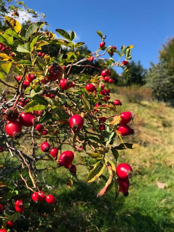 Bacche Rosa Canina, Tisana-Tisane difese immun.