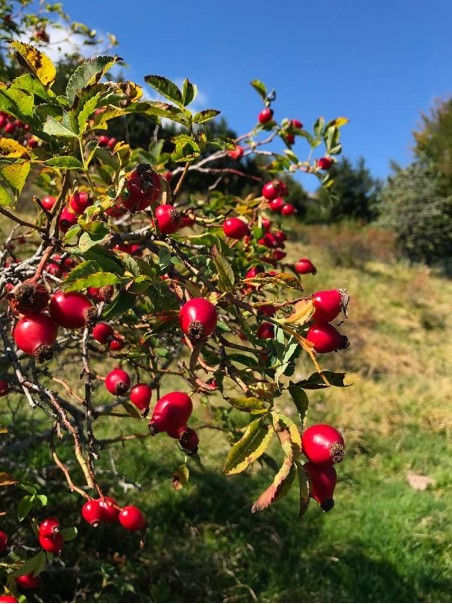 Bacche Rosa Canina, Tisana-Tisane difese immun.