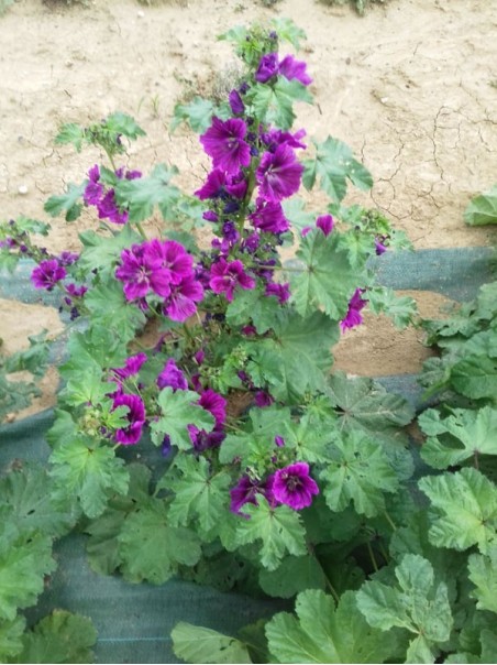 Malva, Tisana 50-500g e 1kg-Tisane digestive