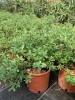 Portulaca oleracea Plant