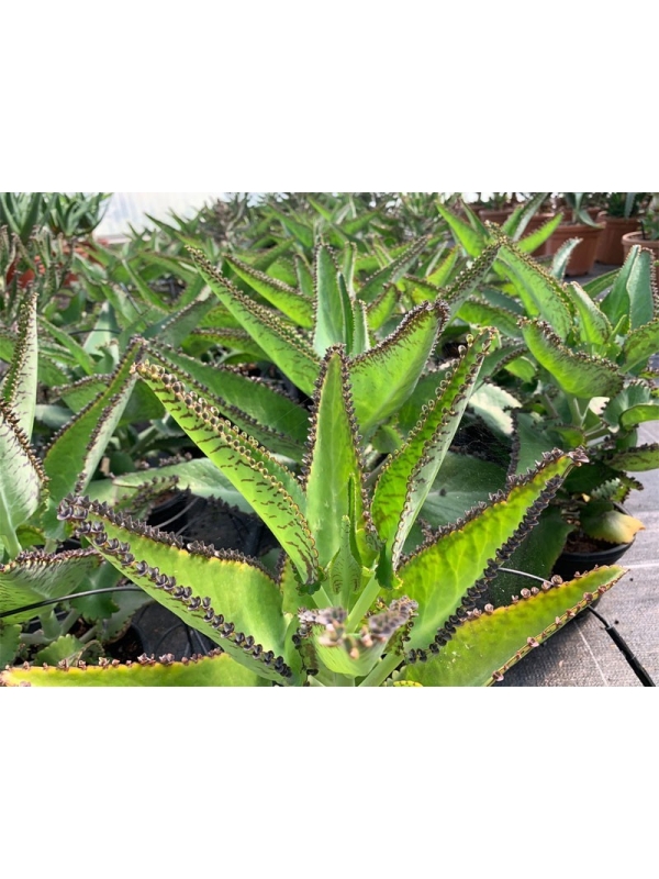 Kalanchoe Daigremontiana Fresh Leaves