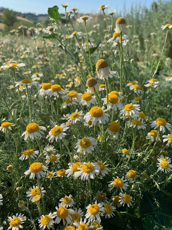 Roman Chamomile oil - Infused Oil Extract, 50ml