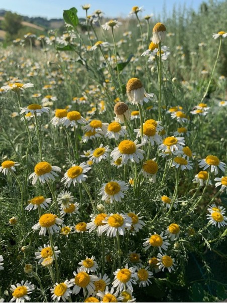 Roman Chamomile oil - Infused Oil Extract, 50ml