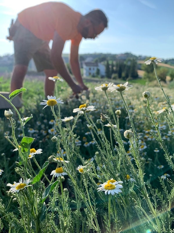 Roman Chamomile oil - Infused Oil Extract, 50ml