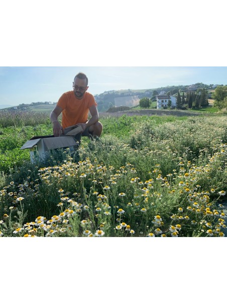 Roman Chamomile oil - Infused Oil Extract, 50ml