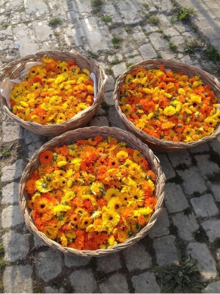 Oleolito di Calendula, 50-250 ml-Oleoliti ed oli essenziali