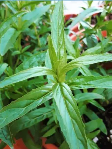 Epilobium Parviflorum, Herbal tea 2