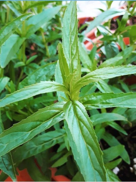 Epilobio Parviflorum, Tisana 100g-Tisane ed Essiccati