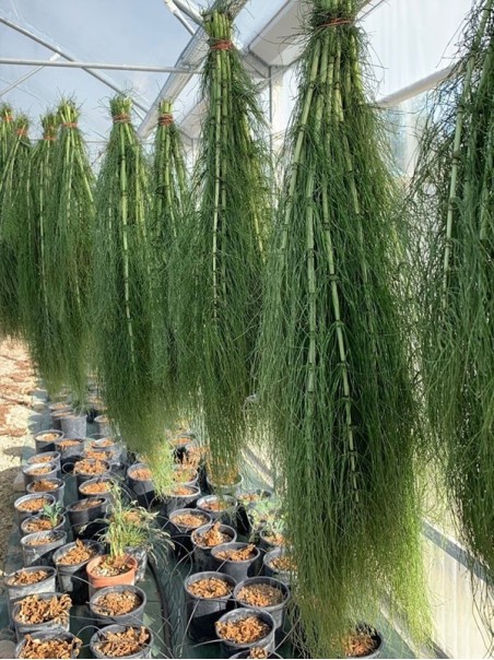 Horsetail (Equisetum arvense), Herbal tea 70g