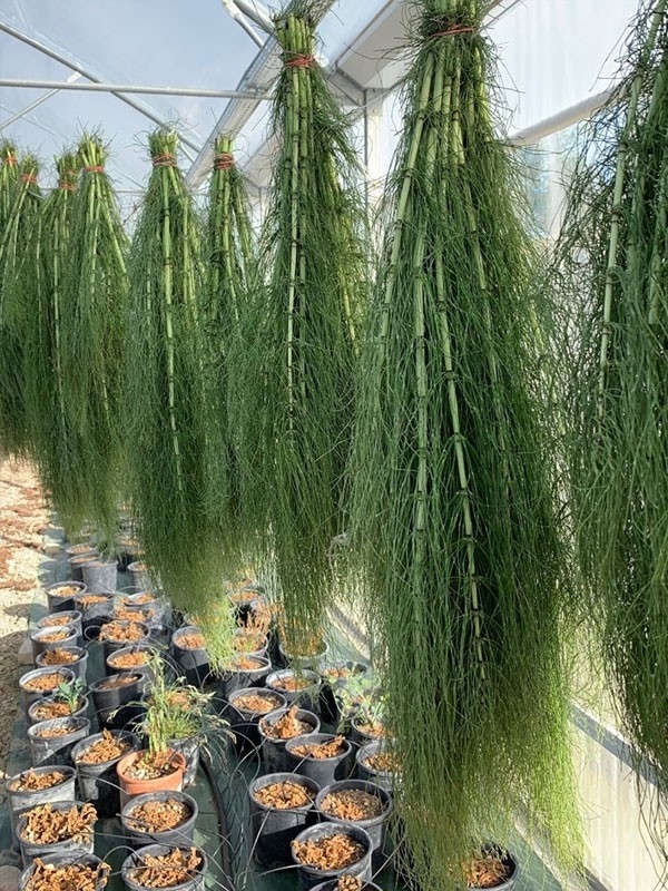 Equiseto in Polvere, Spezia ed Infuso 30-500g, 1kg-Spezie