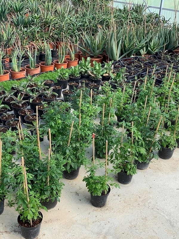 Pianta di Gynostemma pentaphyllum, vaso da 16 cm-Piante della Salute